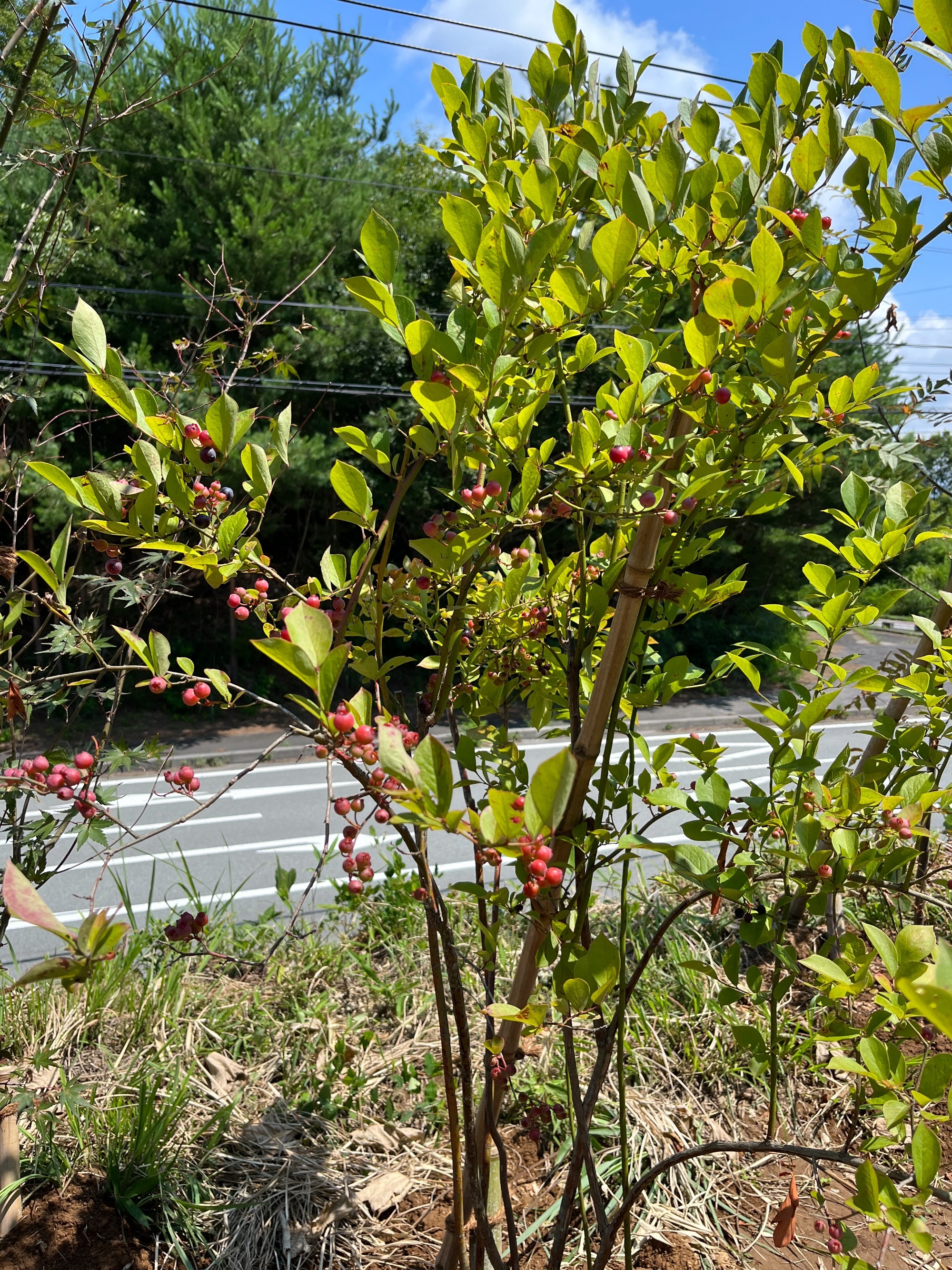 2023年1月25日　山梨県北杜市